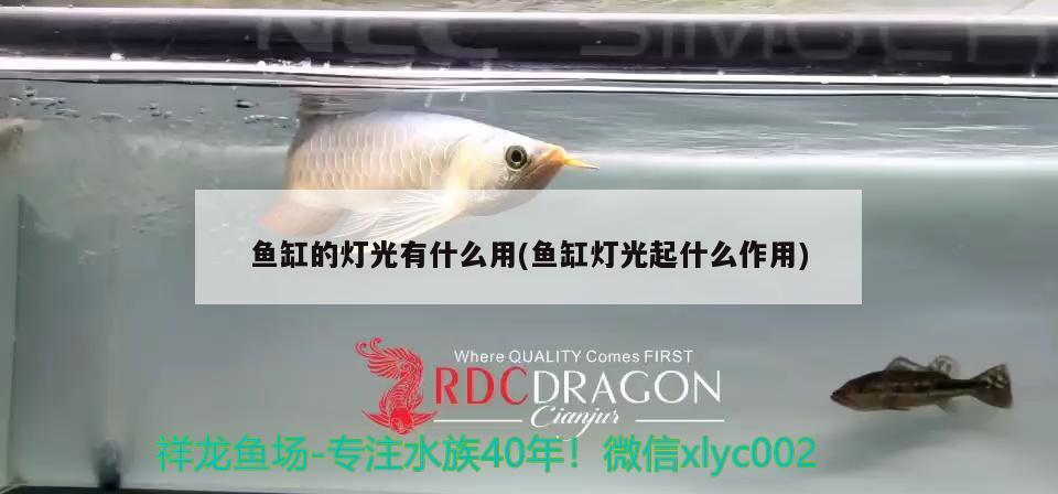 泰國龍魚多少錢一條啊圖片(泰國金龍魚多少錢一條)