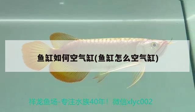 雷龍魚能和狗頭混養(yǎng)嗎（雷龍和狗頭哪個好養(yǎng)） 孵化器