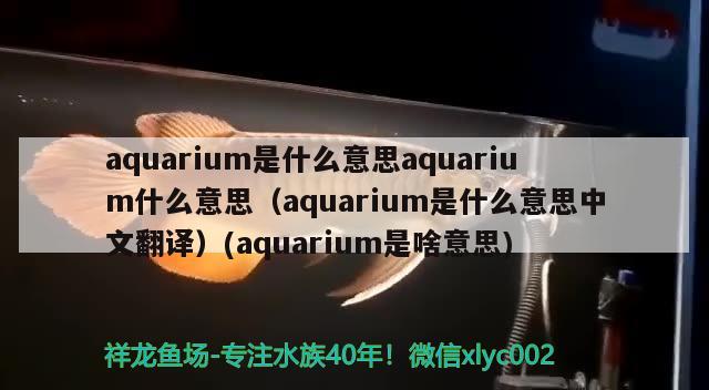 aquarium是什么意思aquarium什么意思（aquarium是什么意思中文翻譯）(aquarium是啥意思)