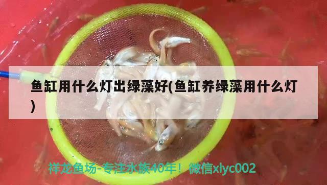 魚缸用什么燈出綠藻好(魚缸養(yǎng)綠藻用什么燈) 藍(lán)帆三間魚