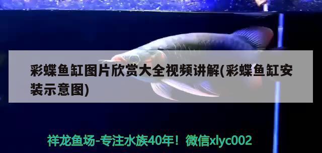 彩蝶魚缸圖片欣賞大全視頻講解(彩蝶魚缸安裝示意圖) 檸檬鯽