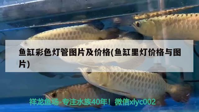 魚缸彩色燈管圖片及價格(魚缸里燈價格與圖片) 大白鯊魚苗