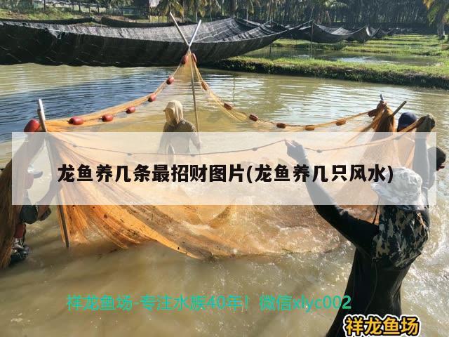 龍魚養(yǎng)幾條最招財(cái)圖片(龍魚養(yǎng)幾只風(fēng)水) 魚缸風(fēng)水