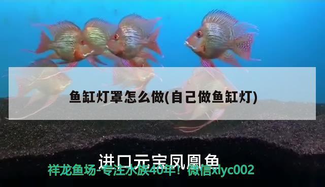 魚缸燈罩怎么做(自己做魚缸燈)