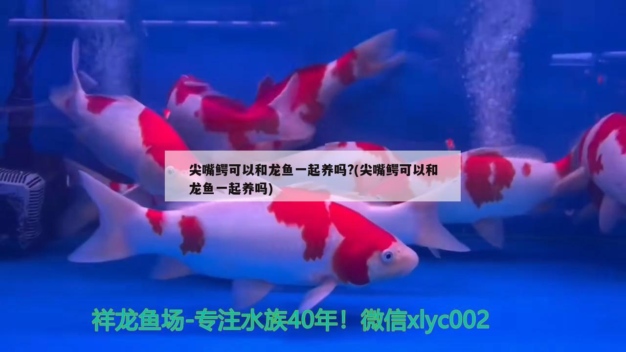 尖嘴鱷可以和龍魚一起養(yǎng)嗎?(尖嘴鱷可以和龍魚一起養(yǎng)嗎)