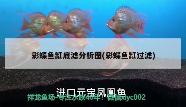 彩蝶魚缸底濾分析圖(彩蝶魚缸過濾)