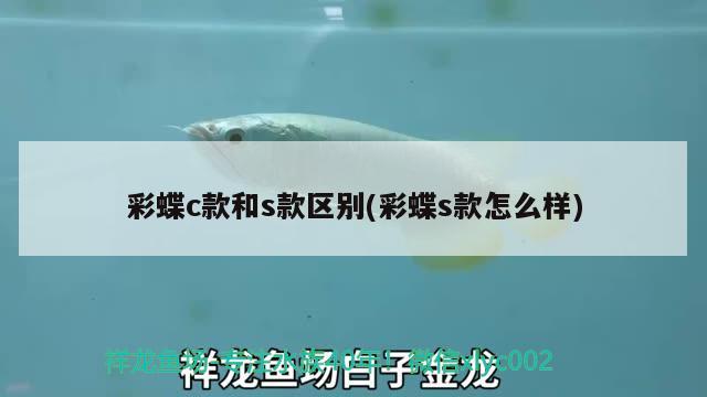 彩蝶c款和s款區(qū)別(彩蝶s款怎么樣) 紅白錦鯉魚(yú)