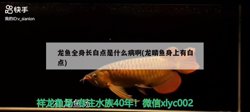 龍魚全身長白點(diǎn)是什么病啊(龍睛魚身上有白點(diǎn))