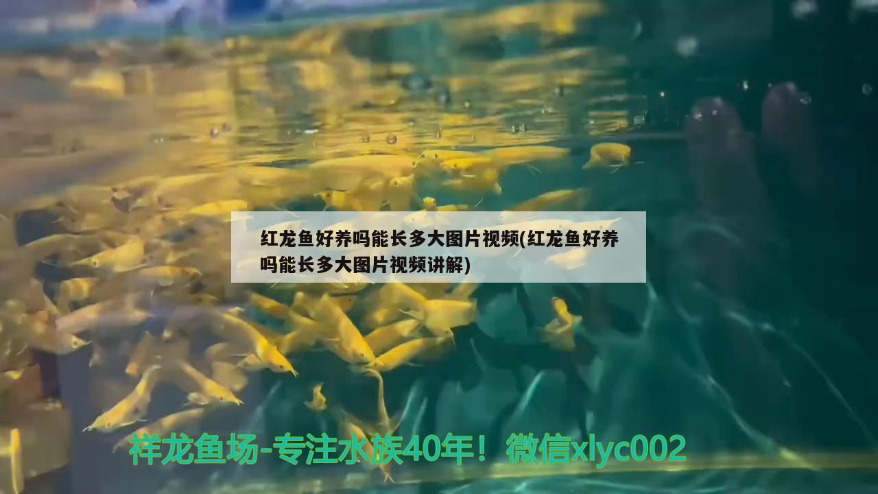 紅龍魚好養(yǎng)嗎能長多大圖片視頻(紅龍魚好養(yǎng)嗎能長多大圖片視頻講解) 觀賞魚