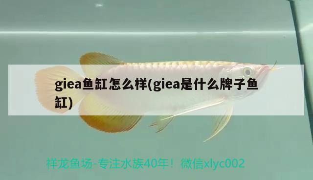 giea魚缸怎么樣(giea是什么牌子魚缸)