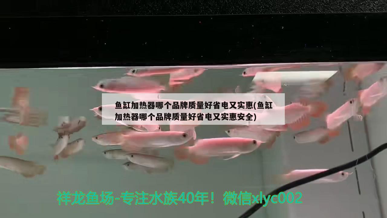 魚(yú)缸加熱器哪個(gè)品牌質(zhì)量好省電又實(shí)惠(魚(yú)缸加熱器哪個(gè)品牌質(zhì)量好省電又實(shí)惠安全) 申古銀版魚(yú)