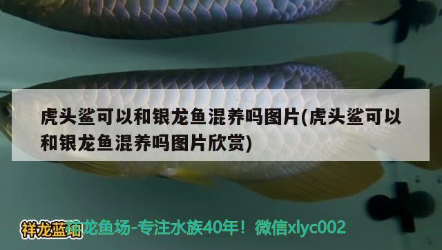 虎頭鯊可以和銀龍魚(yú)混養(yǎng)嗎圖片(虎頭鯊可以和銀龍魚(yú)混養(yǎng)嗎圖片欣賞) 銀龍魚(yú)百科