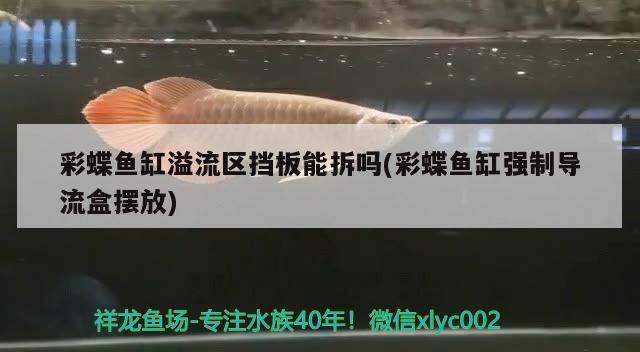 彩蝶魚缸溢流區(qū)擋板能拆嗎(彩蝶魚缸強(qiáng)制導(dǎo)流盒擺放)