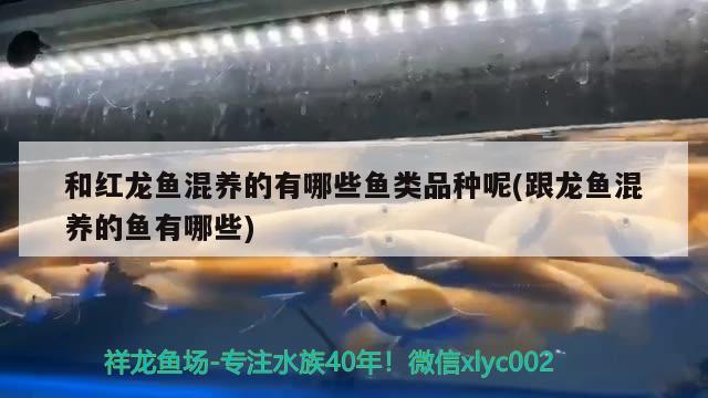 大青龍魚是什么魚(大青龍魚是什么魚種) 肺魚 第1張