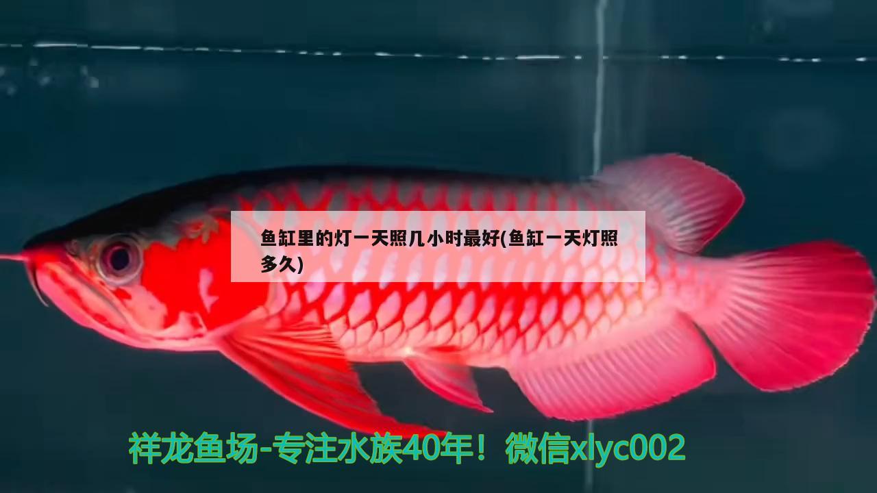 魚缸里的燈一天照幾小時最好(魚缸一天燈照多久) 蝴蝶鯉魚苗