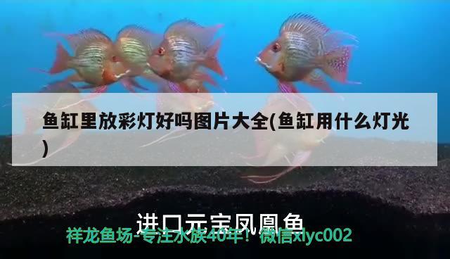 手欠虎苗小魚(yú)缸換大魚(yú)缸水泵吸走2條 魚(yú)缸水泵 第3張