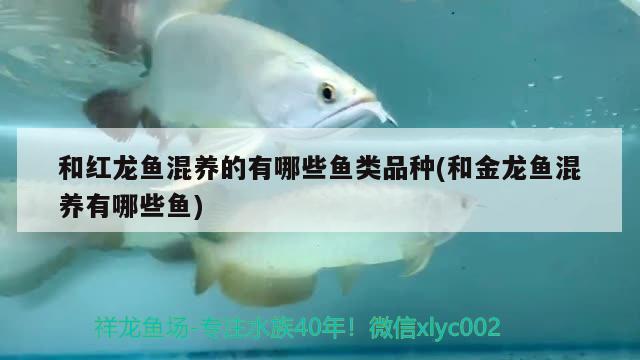 和紅龍魚(yú)混養(yǎng)的有哪些魚(yú)類(lèi)品種(和金龍魚(yú)混養(yǎng)有哪些魚(yú))