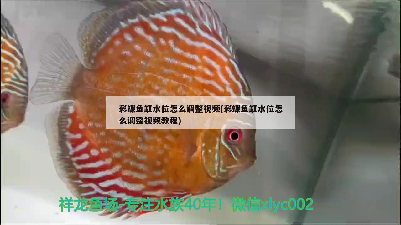 彩蝶魚缸水位怎么調(diào)整視頻(彩蝶魚缸水位怎么調(diào)整視頻教程) 豹紋夫魚苗