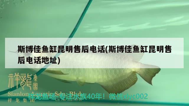 斯博佳魚(yú)缸昆明售后電話(斯博佳魚(yú)缸昆明售后電話地址) 白子銀版魚(yú)