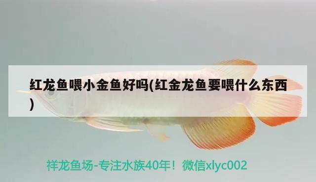 紅龍魚(yú)喂小金魚(yú)好嗎(紅金龍魚(yú)要喂什么東西)