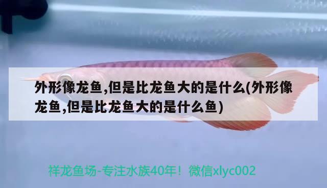 外形像龍魚,但是比龍魚大的是什么(外形像龍魚,但是比龍魚大的是什么魚) 二氧化碳設(shè)備