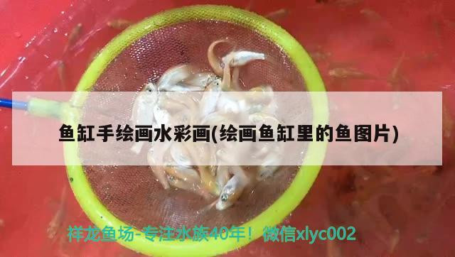 魚缸手繪畫水彩畫(繪畫魚缸里的魚圖片) 溫控設備