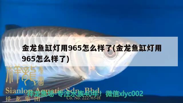 金龍魚缸燈用965怎么樣了(金龍魚缸燈用965怎么樣了) 一眉道人魚