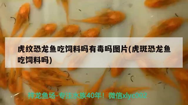 虎紋恐龍魚吃飼料嗎有毒嗎圖片(虎斑恐龍魚吃飼料嗎) 虎斑恐龍魚