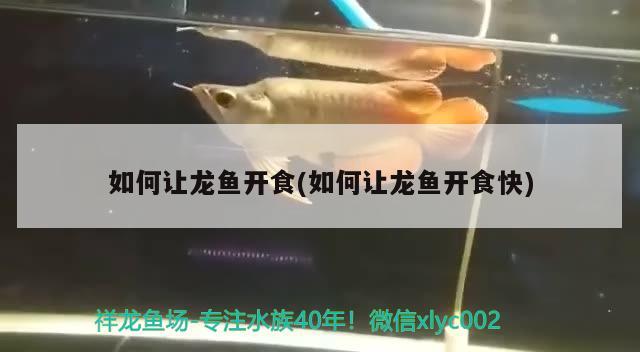 如何讓龍魚開食(如何讓龍魚開食快) 廣州水族器材濾材批發(fā)市場