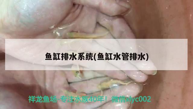 魚缸過濾濾材越多越好嗎 魚缸過濾濾材越多越好嗎 噴點(diǎn)菠蘿魚 第2張