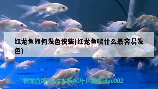 紅龍魚如何發(fā)色快些(紅龍魚喂什么最容易發(fā)色) 新加坡號半紅龍魚（練手級紅龍魚）