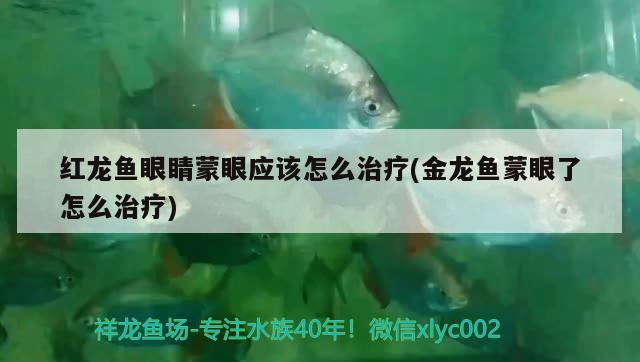 紅龍魚眼睛蒙眼應(yīng)該怎么治療(金龍魚蒙眼了怎么治療) 眼斑魚