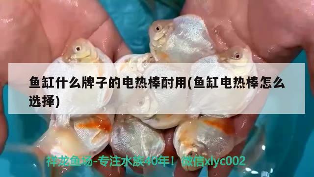 魚缸什么牌子的電熱棒酎用(魚缸電熱棒怎么選擇) 野彩魚