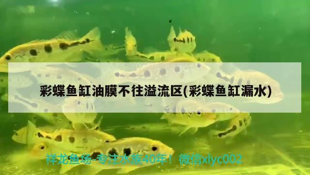 彩蝶魚缸油膜不往溢流區(qū)(彩蝶魚缸漏水)