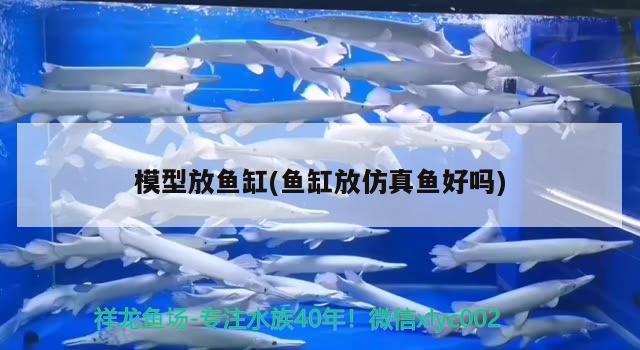 大型亞克力魚缸定制價格及圖片(亞克力魚缸圖片大全) 泰龐海鰱魚 第1張