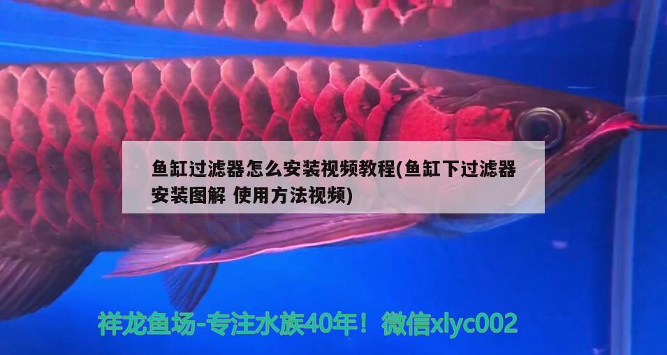 魚(yú)缸過(guò)濾器怎么安裝視頻教程(魚(yú)缸下過(guò)濾器安裝圖解使用方法視頻) 銀河星鉆魚(yú)