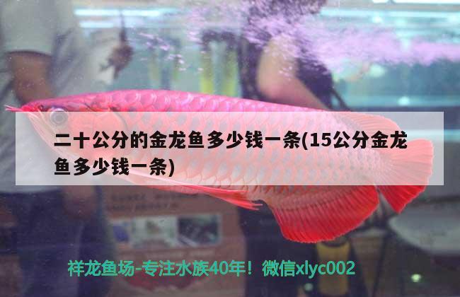 二十公分的金龍魚(yú)多少錢一條(15公分金龍魚(yú)多少錢一條) 除藻劑