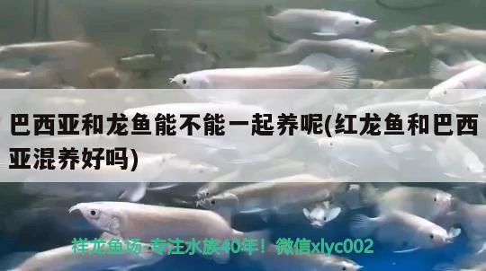 巴西亞和龍魚能不能一起養(yǎng)呢(紅龍魚和巴西亞混養(yǎng)好嗎) 巴西亞魚 第2張