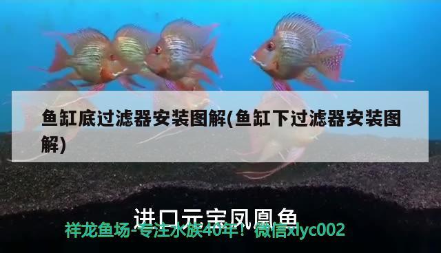 魚(yú)缸底過(guò)濾器安裝圖解(魚(yú)缸下過(guò)濾器安裝圖解)