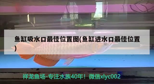 成都金魚缸批發(fā)市場地址查詢圖