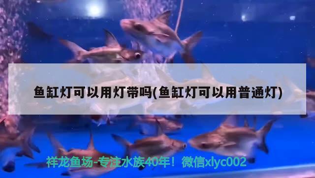 魚(yú)缸燈可以用燈帶嗎(魚(yú)缸燈可以用普通燈) 綠皮皇冠豹魚(yú)