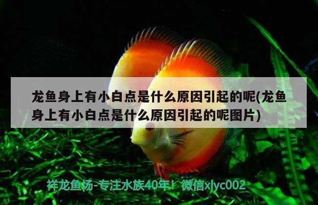 每次給魚缸換水都要加鹽嗎的簡單介紹 養(yǎng)魚知識 第1張