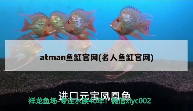 atman魚缸官網(wǎng)(名人魚缸官網(wǎng)) 純血皇冠黑白魟魚