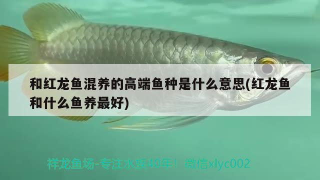 和紅龍魚混養(yǎng)的高端魚種是什么意思(紅龍魚和什么魚養(yǎng)最好) 祥龍傳奇品牌魚缸