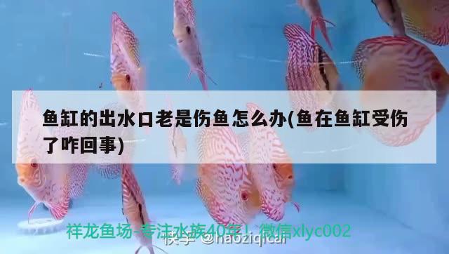 魚缸的出水口老是傷魚怎么辦(魚在魚缸受傷了咋回事) 高背金龍魚