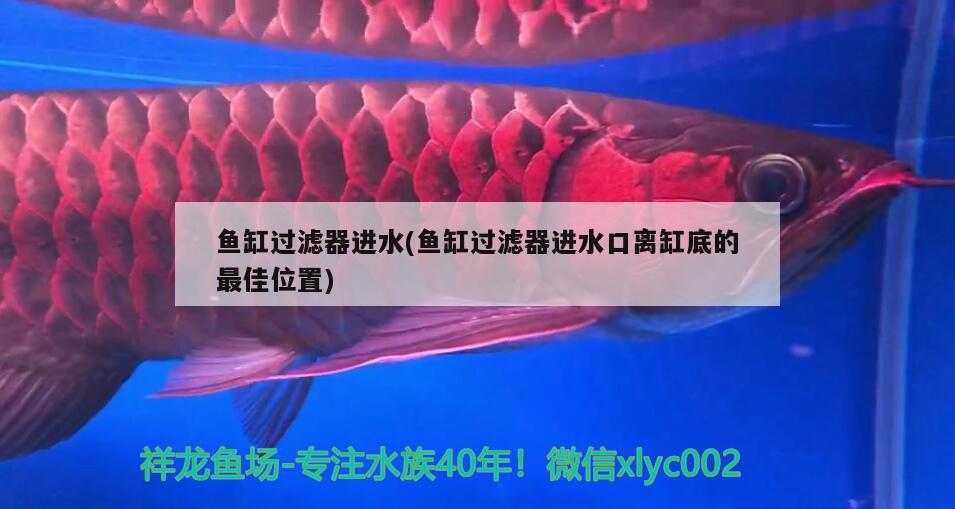 魚缸過濾器進水(魚缸過濾器進水口離缸底的最佳位置) 大白鯊魚