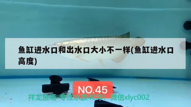 魚缸進水口和出水口大小不一樣(魚缸進水口高度) 泰國虎魚（泰虎）