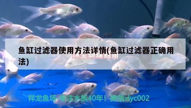 魚缸過濾器使用方法詳情(魚缸過濾器正確用法) 月光鴨嘴魚苗