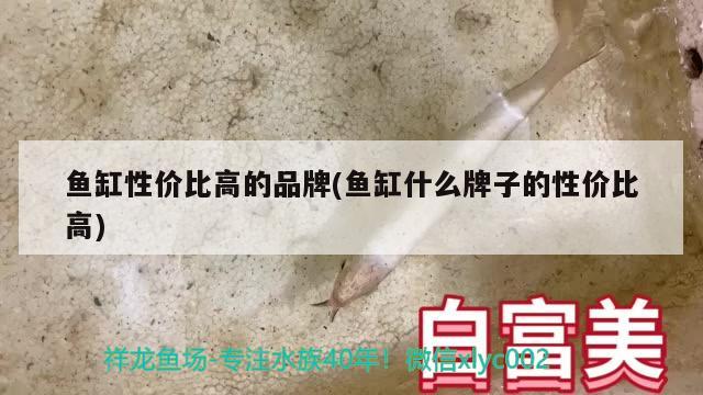 魚缸性價(jià)比高的品牌(魚缸什么牌子的性價(jià)比高)