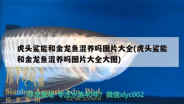 彩蝶魚缸圖片大全欣賞視頻講解(彩蝶魚缸安裝示意圖) 青龍魚